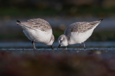 <i class='fa fa-user'></i> Vincent Vuik |   Drieteenstrandloper  <i class='fa fa-eye'> 136</i>  <i class='fa fa-thumbs-up'> 6</i>   <i class='fa fa-comment-o'> 25</i>