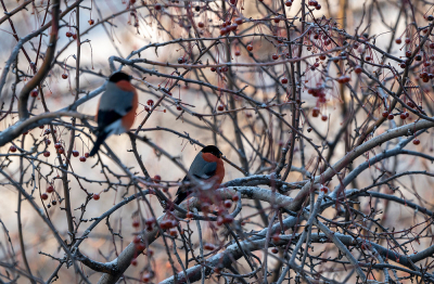 <i class='fa fa-user'></i> jee |   Goudvink  <i class='fa fa-eye'> 101</i>   <i class='fa fa-comment-o'> 22</i>