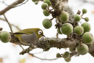 <i class='fa fa-user'></i> Paul van Giersbergen |   Taitabrilvogel  <i class='fa fa-eye'> 186</i>   <i class='fa fa-comment-o'> 5</i>