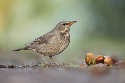 <i class='fa fa-user'></i> thijsglastra |   Zwartkeellijster  <i class='fa fa-eye'> 656</i>  <i class='fa fa-thumbs-up'> 43</i>   <i class='fa fa-comment-o'> 25</i>