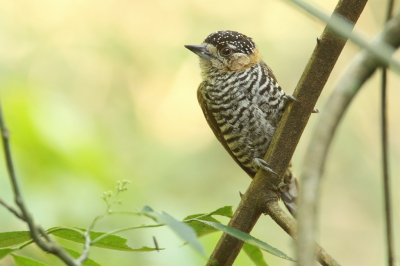 <i class='fa fa-user'></i> Martjan Lammertink |   Temmincks Dwergspecht  <i class='fa fa-eye'> 207</i>  <i class='fa fa-thumbs-up'> 8</i>   <i class='fa fa-comment-o'> 5</i>