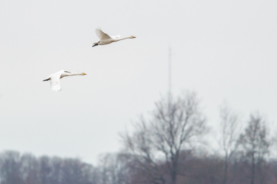 <i class='fa fa-user'></i> Conny Schotanus |   Wilde Zwaan  <i class='fa fa-eye'> 93</i>   <i class='fa fa-comment-o'> 18</i>