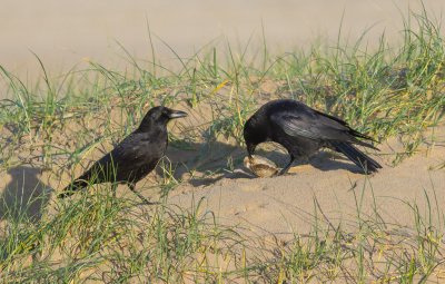 <i class='fa fa-user'></i> hansgans |   Zwarte Kraai  <i class='fa fa-eye'> 100</i>  <i class='fa fa-thumbs-up'> 1</i>   <i class='fa fa-comment-o'> 21</i>