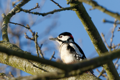 Grote bonte specht, man, in de eik direct naast onze tuin, spiedend of de pindakaas al klaar hangt.