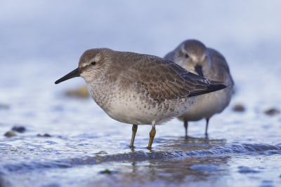 <i class='fa fa-user'></i> Ben Reitsma |   Paarse Strandloper  <i class='fa fa-eye'> 100</i>  <i class='fa fa-thumbs-up'> 1</i>   <i class='fa fa-comment-o'> 19</i>