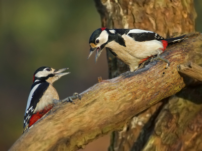 <i class='fa fa-user'></i> anevanrees |   Grote Bonte Specht  <i class='fa fa-eye'> 129</i>  <i class='fa fa-thumbs-up'> 11</i>   <i class='fa fa-comment-o'> 22</i>