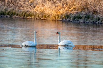 <i class='fa fa-user'></i> Louis56 |   Knobbelzwaan  <i class='fa fa-eye'> 93</i>  <i class='fa fa-thumbs-up'> 1</i>   <i class='fa fa-comment-o'> 19</i>