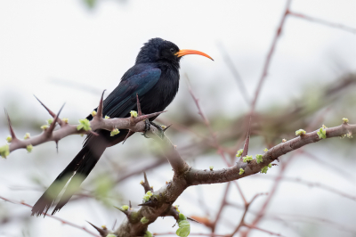 <i class='fa fa-user'></i> Paul van Giersbergen |   Abessijnse Boomhop  <i class='fa fa-eye'> 171</i>   <i class='fa fa-comment-o'> 0</i>