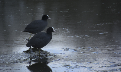 <i class='fa fa-user'></i> josephine |   Meerkoet  <i class='fa fa-eye'> 88</i>   <i class='fa fa-comment-o'> 17</i>