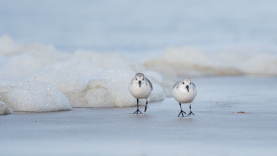 <i class='fa fa-user'></i> Wil Doorn-Meijne |   Drieteenstrandloper  <i class='fa fa-eye'> 324</i>  <i class='fa fa-thumbs-up'> 21</i>   <i class='fa fa-comment-o'> 26</i>