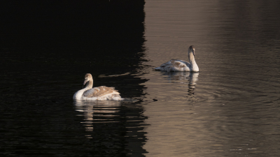 <i class='fa fa-user'></i> Gert-Jan Cromwijk |   Knobbelzwaan  <i class='fa fa-eye'> 286</i>  <i class='fa fa-thumbs-up'> 12</i>   <i class='fa fa-comment-o'> 18</i>