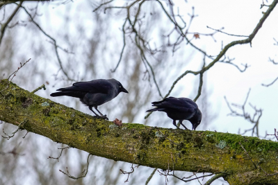 <i class='fa fa-user'></i> jacolienl |   Kauw  <i class='fa fa-eye'> 93</i>   <i class='fa fa-comment-o'> 15</i>