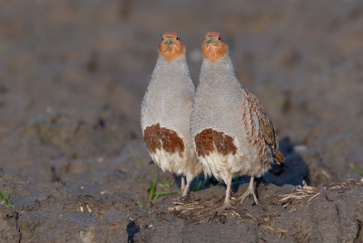 <i class='fa fa-user'></i> Hans Overduin |   Patrijs  <i class='fa fa-eye'> 542</i>  <i class='fa fa-thumbs-up'> 37</i>   <i class='fa fa-comment-o'> 24</i>