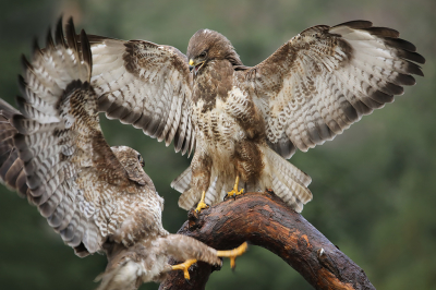 <i class='fa fa-user'></i> thijsglastra |   Buizerd  <i class='fa fa-eye'> 188</i>  <i class='fa fa-thumbs-up'> 5</i>   <i class='fa fa-comment-o'> 22</i>