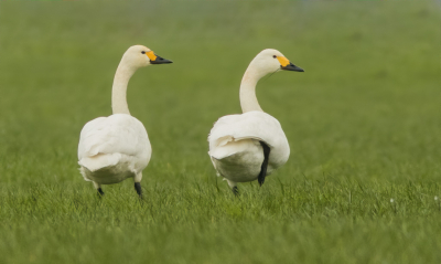 <i class='fa fa-user'></i> Carlo |   Kleine Zwaan  <i class='fa fa-eye'> 96</i>   <i class='fa fa-comment-o'> 17</i>