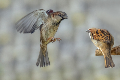 <i class='fa fa-user'></i> christina |   Huismus  <i class='fa fa-eye'> 108</i>  <i class='fa fa-thumbs-up'> 1</i>   <i class='fa fa-comment-o'> 21</i>