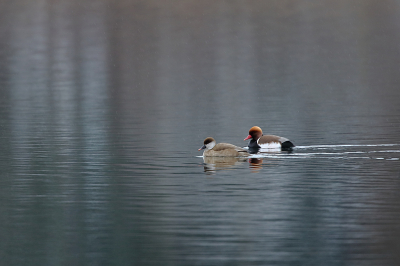 <i class='fa fa-user'></i> Alex Roetemeijer |   Krooneend  <i class='fa fa-eye'> 95</i>  <i class='fa fa-thumbs-up'> 3</i>   <i class='fa fa-comment-o'> 19</i>