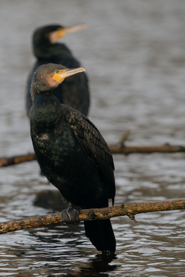 <i class='fa fa-user'></i> GeertN |   Aalscholver  <i class='fa fa-eye'> 90</i>   <i class='fa fa-comment-o'> 17</i>