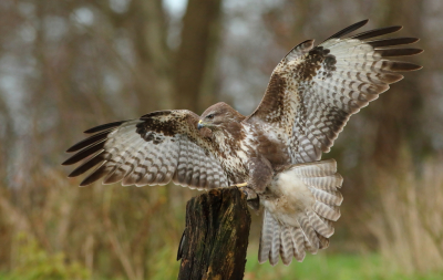 <i class='fa fa-user'></i> horneman69 |   Buizerd  <i class='fa fa-eye'> 290</i>  <i class='fa fa-thumbs-up'> 3</i>   <i class='fa fa-comment-o'> 8</i>