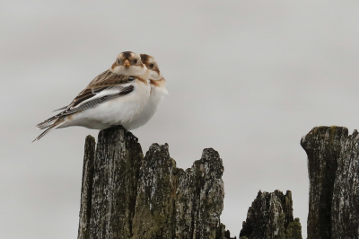 <i class='fa fa-user'></i> hjstukker |   Sneeuwgors  <i class='fa fa-eye'> 105</i>  <i class='fa fa-thumbs-up'> 1</i>   <i class='fa fa-comment-o'> 21</i>