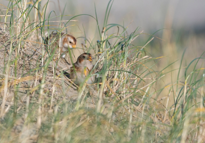 <i class='fa fa-user'></i> Ruud Scherpenisse |   Sneeuwgors  <i class='fa fa-eye'> 93</i>   <i class='fa fa-comment-o'> 19</i>