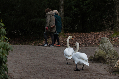 <i class='fa fa-user'></i> Erik van Ark |   Knobbelzwaan  <i class='fa fa-eye'> 133</i>  <i class='fa fa-thumbs-up'> 3</i>   <i class='fa fa-comment-o'> 21</i>