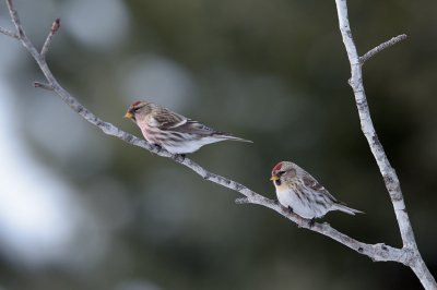 <i class='fa fa-user'></i> jan Luit |   Grote Barmsijs  <i class='fa fa-eye'> 162</i>  <i class='fa fa-thumbs-up'> 11</i>   <i class='fa fa-comment-o'> 25</i>