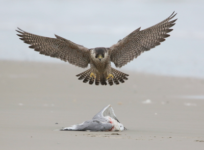 <i class='fa fa-user'></i> Henk Wiebe van der Meulen |   Slechtvalk  <i class='fa fa-eye'> 661</i>  <i class='fa fa-thumbs-up'> 49</i>   <i class='fa fa-comment-o'> 24</i>