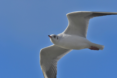 Een gewone kokmeeuw  waarvan  er enkele de hele winter rondhangen bij de plas. 
Het zijn prachtige vogels met hun frisse verenkleed en het karakteristieke 'koptelefoontje'. Het wit van de vogel is hier mooi doortekend.