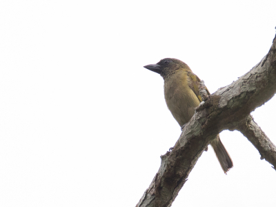 <i class='fa fa-user'></i> Paul van Giersbergen |   Olijfkleurige Ketellapper  <i class='fa fa-eye'> 153</i>   <i class='fa fa-comment-o'> 1</i>