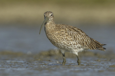 <i class='fa fa-user'></i> steppeke |   Wulp  <i class='fa fa-eye'> 327</i>  <i class='fa fa-thumbs-up'> 19</i>   <i class='fa fa-comment-o'> 15</i>