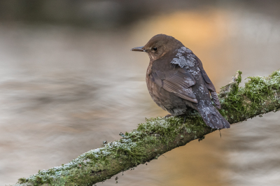 <i class='fa fa-user'></i> Conny Schotanus |   Merel  <i class='fa fa-eye'> 334</i>  <i class='fa fa-thumbs-up'> 9</i>   <i class='fa fa-comment-o'> 6</i>