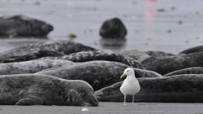 <i class='fa fa-user'></i> Gerard Visser |   Zilvermeeuw  <i class='fa fa-eye'> 272</i>  <i class='fa fa-thumbs-up'> 15</i>   <i class='fa fa-comment-o'> 18</i>