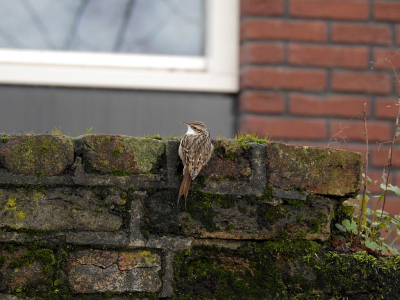 <i class='fa fa-user'></i> sieb |   Boomkruiper  <i class='fa fa-eye'> 371</i>  <i class='fa fa-thumbs-up'> 17</i>   <i class='fa fa-comment-o'> 17</i>