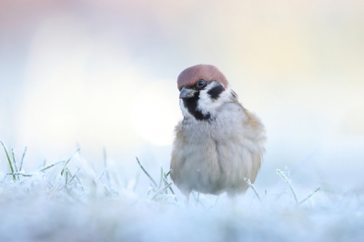 <i class='fa fa-user'></i> horneman69 |   Ringmus  <i class='fa fa-eye'> 369</i>  <i class='fa fa-thumbs-up'> 34</i>   <i class='fa fa-comment-o'> 19</i>