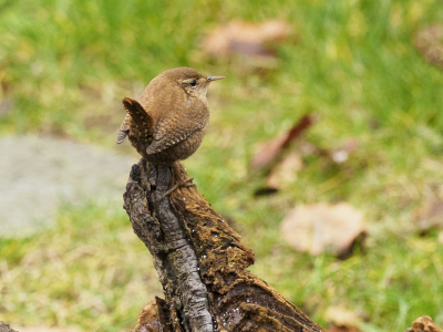 Deze winterkoning zit geregeld in onze tuin.
Ik heb een stronk in de tuin gelegd en strooi met meelwormen.
Veel vogels komen er op af.