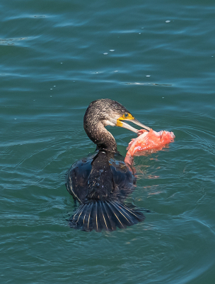 Deze aalscholver laat zijn roer zien, hij ligt onder water te wachten en is dan de meeuwen te snel af.

I wordt dit jaar tachtig n zit tien jaar op Birdpix ( weliswaar met twee onderbrekingen, want de handdoek in de ring ) niet zo consequent maar de afgelopen maanden wat in die tien jaar foto's gezocht en in willekeurige volgorde zonder plan komen er toch nog weer wat plaatsingen.