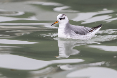 <i class='fa fa-user'></i> Hans Overduin |   Rosse Franjepoot  <i class='fa fa-eye'> 263</i>  <i class='fa fa-thumbs-up'> 18</i>   <i class='fa fa-comment-o'> 13</i>