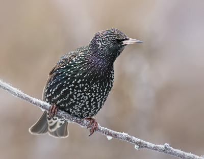 <i class='fa fa-user'></i> Hillebrand Keun |   Spreeuw  <i class='fa fa-eye'> 311</i>  <i class='fa fa-thumbs-up'> 24</i>   <i class='fa fa-comment-o'> 15</i>