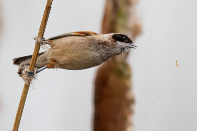 <i class='fa fa-user'></i> Peter Soer |   Buidelmees  <i class='fa fa-eye'> 306</i>  <i class='fa fa-thumbs-up'> 3</i>   <i class='fa fa-comment-o'> 6</i>