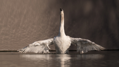 <i class='fa fa-user'></i> Gert-Jan Cromwijk |   Knobbelzwaan  <i class='fa fa-eye'> 258</i>  <i class='fa fa-thumbs-up'> 12</i>   <i class='fa fa-comment-o'> 13</i>