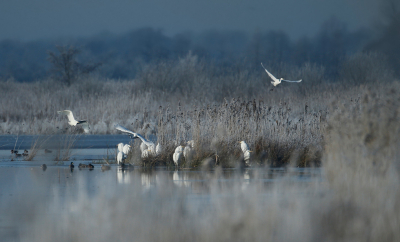 <i class='fa fa-user'></i> anevanrees |   Grote Zilverreiger  <i class='fa fa-eye'> 268</i>  <i class='fa fa-thumbs-up'> 15</i>   <i class='fa fa-comment-o'> 6</i>