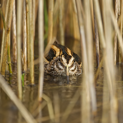 <i class='fa fa-user'></i> anevanrees |   Bokje  <i class='fa fa-eye'> 373</i>  <i class='fa fa-thumbs-up'> 21</i>   <i class='fa fa-comment-o'> 13</i>