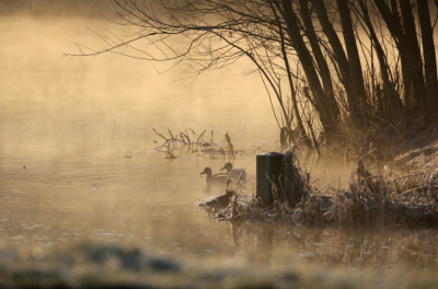 Tegenlicht en nevel/damp boven het water werkt altijd als een magneet op mij om er foto's van te maken. Je hebt al heel gauw een fijne sfeerplaat.