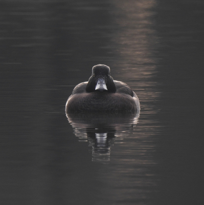 <i class='fa fa-user'></i> sieb |   Kuifeend  <i class='fa fa-eye'> 230</i>  <i class='fa fa-thumbs-up'> 18</i>   <i class='fa fa-comment-o'> 12</i>