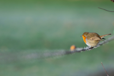 Leuke wandeling gedaan afgelopen zondag in de natuur rondom Rensouwde. Heel veel mooie vogels gezien zoals winterkoning, koperwiek en boomklever, maar mijn favoriete foto blijft deze van een 'simpele' roodborst.