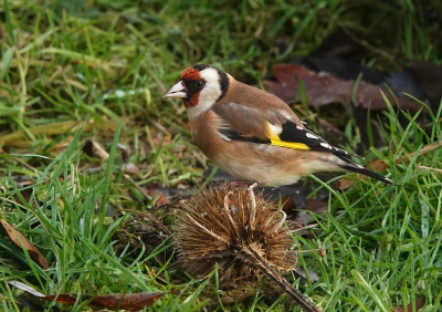 De putter is een regelmatige bezoeker bij ons in de tuin.
De distels worden vaak bezet en deze putter had er een op de grond piraat gemaakt.
Meestal zie ik ze wat meer in de hoogte zitten, maar een opname van dit lagere standpunt vond ik eens wat anders.
Foto genomen vanuit de woning.