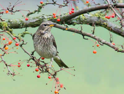 <i class='fa fa-user'></i> Martijn Schot |   Zwartkeellijster  <i class='fa fa-eye'> 386</i>  <i class='fa fa-thumbs-up'> 15</i>   <i class='fa fa-comment-o'> 6</i>