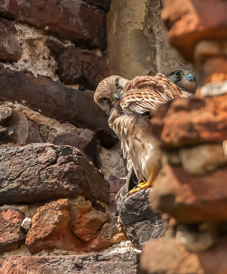 Jarenlang zat er een nest torenvalken in de rune van de toren van slot Schaesberg hier vlakbij ( dit is overigens niet het nest, voor de goede orde, ze zijn hier al uitgevlogen ). De rune is voor verder verval behoedt en is nu een soort pretpark.
Weg valken.