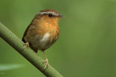 <i class='fa fa-user'></i> Martjan Lammertink |   Rosse Muggeneter  <i class='fa fa-eye'> 170</i>   <i class='fa fa-comment-o'> 4</i>